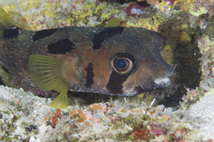 Diodon liturosus