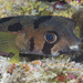 Blackblotched Porcupinefish - Photo (c) Mark Rosenstein, some rights reserved (CC BY-NC-SA), uploaded by Mark Rosenstein