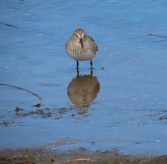 Calidris fuscicollis