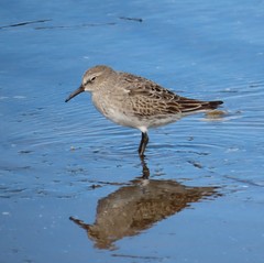 Calidris fuscicollis