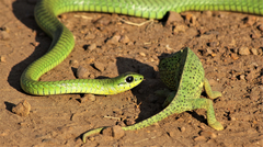 Boomslang photo 4