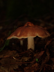 Rhodocollybia badiialba