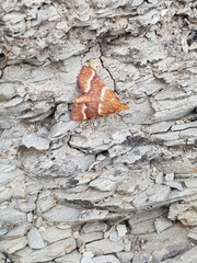 Stemmatophora combustalis