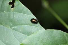 Chrysomelidae