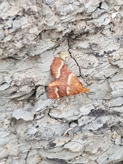 Stemmatophora combustalis