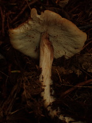 Rhodocollybia badiialba
