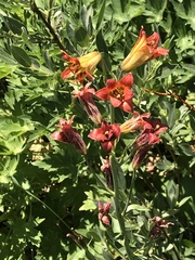 Lilium parvum