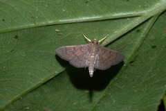 Coptobasis