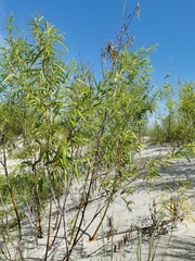 Salix acutifolia