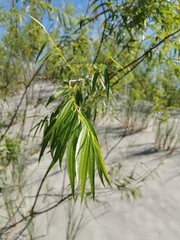 Salix acutifolia