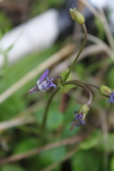 Primula frigida
