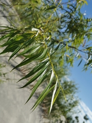 Salix acutifolia