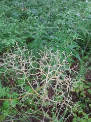 Valeriana alternifolia