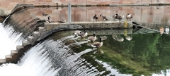 Branta canadensis