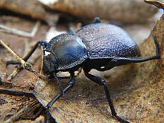 Stenomorpha marginata