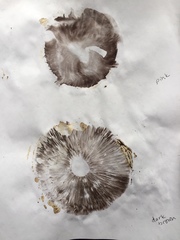 Agaricus nanaugustus