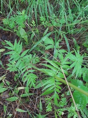 Valeriana alternifolia
