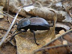 Stenomorpha marginata