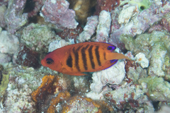 Centropyge loriculus