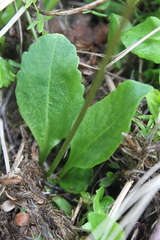 Primula frigida