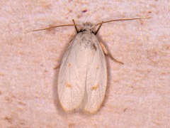 Durrantia piperatella