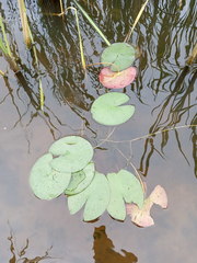Nymphaea candida