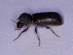 Apatides fortis
