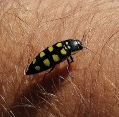 Buprestis octoguttata
