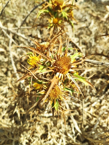 Image of Carlina involucrata by no rights reserved