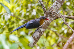 Zanclostomus javanicus