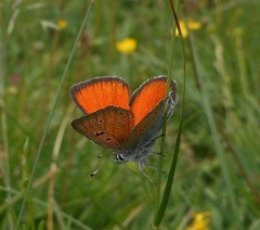 Lycaena hippothoe eurydame