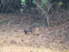 Dasyprocta fuliginosa