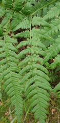 Pteridium pinetorum