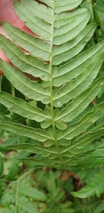 Pteridium pinetorum