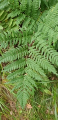 Pteridium pinetorum