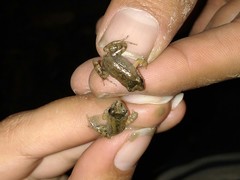 Pseudopaludicola pusilla