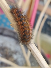 Emesis mandana