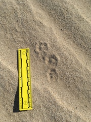 Xerospermophilus tereticaudus