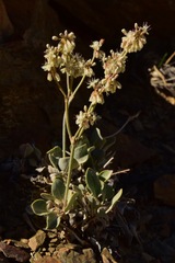 Eriogonum rupinum