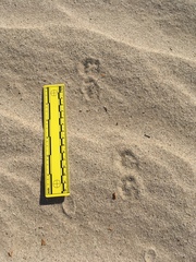 Xerospermophilus tereticaudus