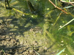 Pelophylax perezi