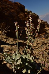 Eriogonum rupinum