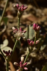 Eriogonum rupinum