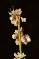 Eriogonum rupinum