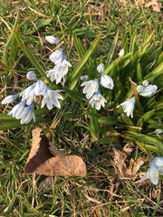 Puschkinia scilloides