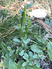 Baccharis trimera
