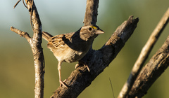 Ammodramus humeralis