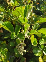 Rubus ellipticus