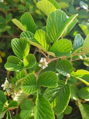 Rubus ellipticus