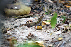 Ameiva bifrontata